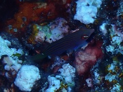 Pseudocheilinus hexataenia