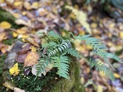 Polypodium appalachianum