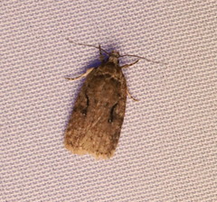 Agonopterix curvilineella