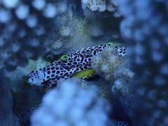 Trapezia rufopunctata