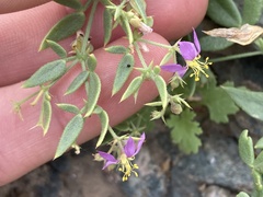 Fagonia villosa
