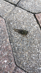 Neotibicen pruinosus