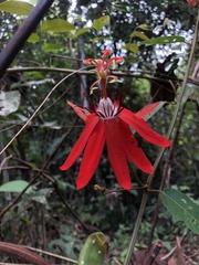 Passiflora miniata