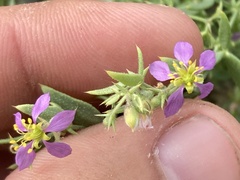 Fagonia villosa