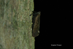 Penthicodes pulchellus