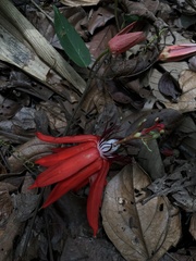 Passiflora miniata