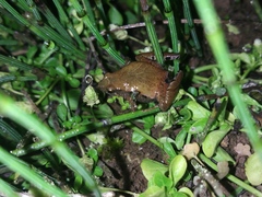 Microhyla achatina