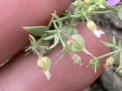 Fagonia villosa