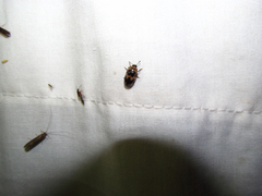 Ischyrus quadripunctatus