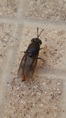 Hermetia illucens