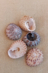 Clanculus flagellatus