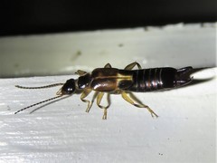 Euborellia cincticollis