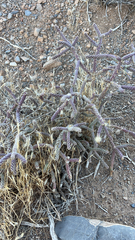 Cylindropuntia ramosissima