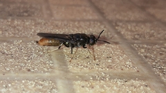 Hermetia illucens