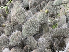 Opuntia pycnantha