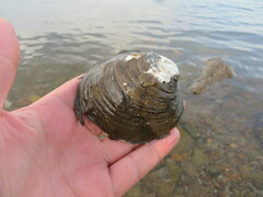 Reginaia ebenus
