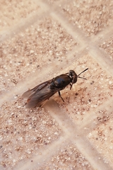Hermetia illucens