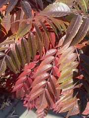 Rhus