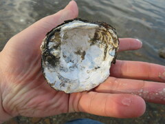 Reginaia ebenus