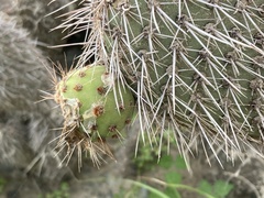 Opuntia pycnantha