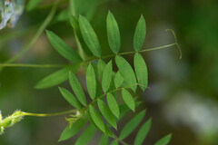 Vicia vicina