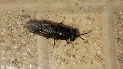 Hermetia illucens