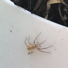 Anyphaena