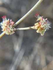 Eriogonum elongatum