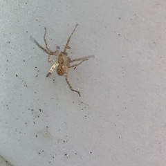 Anyphaena