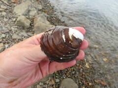 Reginaia ebenus
