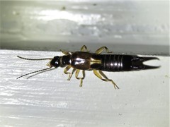 Euborellia cincticollis