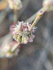 Eriogonum elongatum
