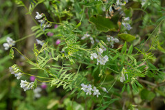 Vicia vicina