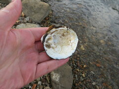 Reginaia ebenus