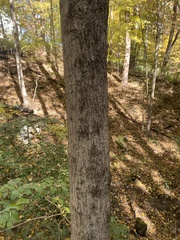 Acer saccharum