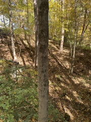Acer saccharum