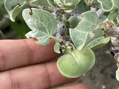 Jatropha canescens