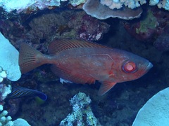 Heteropriacanthus carolinus