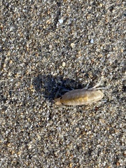Megalorchestia corniculata