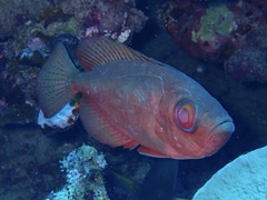 Heteropriacanthus carolinus
