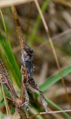 Hypena scabra