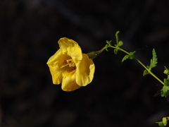 Aureolaria pedicularia