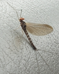 Ephemerella