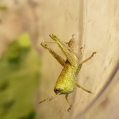 Cyrtacanthacridini