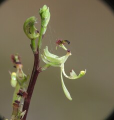Arthrochilus prolixus