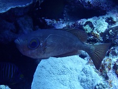 Heteropriacanthus carolinus