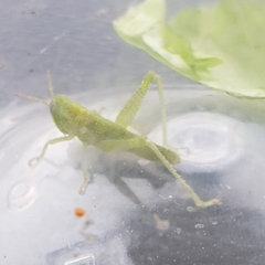 Cyrtacanthacridini
