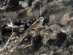 Cinclodes albiventris