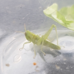 Cyrtacanthacridini