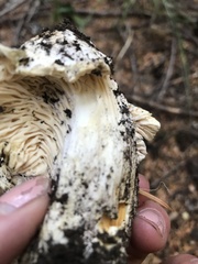 Cantharellus subalbidus